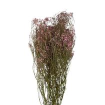 1 Buquê Gypso Mosquitinho Rosa Desidratado Gypsofila Arranjo - Inspira Flora
