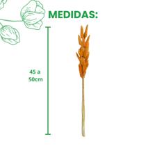 1 Buque Rabo De Coelho Cores Variadas Natural Desidratado Decoração Arranjo