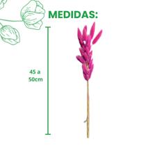 1 Buque Rabo De Coelho Cores Variadas Natural Desidratado Decoração Arranjo