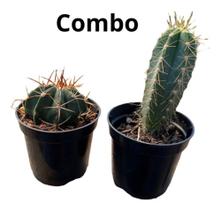 1 Cacto Azul + 1 Coroa De Frade top coleção