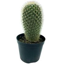 1 Cacto Mammillaria Spinosissim Pote 8 P Varanda Casa Decor