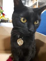 1 Medalha Pet Para Cães E Gatos São Francisco De Assis