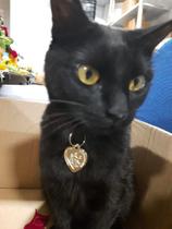 1 Medalha Pet Para Cães E Gatos São Francisco De Assis - Amor Lindo