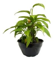 1 Monstera Adansonii Costela Sete Facadas Raridade Estaca