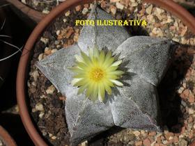 1 Muda Cacto Estrela Astrophytum Myriostigma Top - Ta na Mão