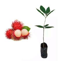 1 Muda De Bacupari + 1 Muda De Rambutan - Exóticas