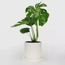 1 Muda De Costera De Adão Monstera Deliciosa Folhagem Jardim - FLORA FULL