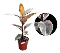 1 Muda De Ficus Elastica Ruby -bem Embalada Acompanha Vaso!! 1 Muda De Ficus Elastica Ruby -bem Embalada Acompanha Vaso!!