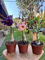 1 Muda De Flores Rosa Do Deserto Dupla Tripla E Quadrupla - docel@r 1 Muda De Flores Rosa Do Deserto Dupla Tripla E Quadrupla - docel@r