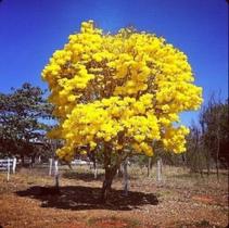 1 Muda De Ipê Amarelo