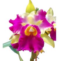1 Muda De Orquídea Amarela E Lilás Blc Veronica Serra Linda! - docel@r