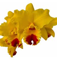 1 Muda De Orquídea Blc. Nobile's Golden Top '' Muda Jovem ''