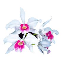 1 Muda De Orquídea Laelia Purputara Carnea Muda Jovem