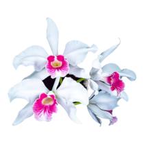 1 Muda De Orquídea Laelia Purputara Carnea Muda Jovem - docel@r 1 Muda De Orquídea Laelia Purputara Carnea Muda Jovem - docel@r