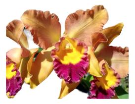 1 Muda De Orquídea Nobiles Adventure Saudável - docel@r