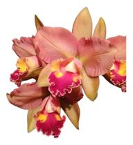 1 Muda De Orquidea Nobiles Thathá Identificada Top 1 Muda De Orquidea Nobiles Thathá Identificada Top