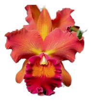 1 Muda De Orquidea Pot Helga Margareth Gray Jovem E Linda! 1 Muda De Orquidea Pot Helga Margareth Gray Jovem E Linda!