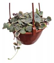 1 Planta Coração Emaranhado Variegata Ceropegia cuia 21 - green house