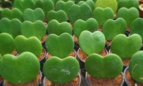 1 Planta Coração Hoya Kerrii: Cacto Suculenta