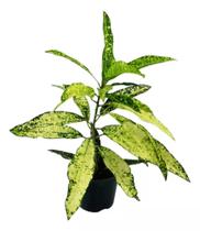 1 Planta Croton Brasileirinho Verde E Amarelo Natural Presen