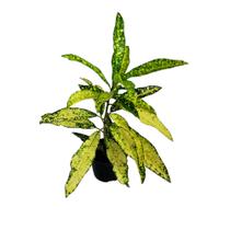 1 Planta Croton Brasileirinho Verde E Amarelo Presente Narural - Inspira Flora