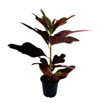 1 Planta Croton Excelent Natural Colorida Pote 10 Presente