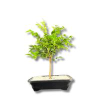 1 Planta De Jabuticaba Bonsai Bonzai Fruto Gigante Holambra 1 Planta De Jabuticaba Bonsai Bonzai Fruto Gigante Holambra