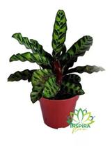 1 Planta Maranta Cascavel Calathea Lancifolia Insignis Verde - FLORA FULL