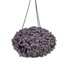 1 Planta Tostão Bola Rosa Callisia Repens Barato Para Presente Com Pendente