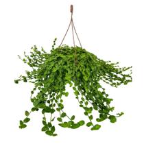 1 Planta Tostão Esmeralda Cuia 21 Presente Natural Verde Sorte