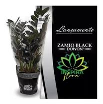 1 Planta Zamioculca Black Zamifolia Zaza Zamia Holambra Pt17 - FLORA FULL