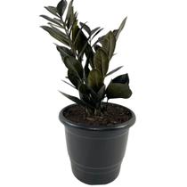 1 Planta Zamioculca Black Zamio Zaza Pote 17 Grande