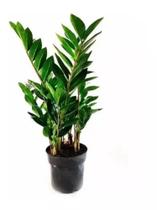 1 Planta Zamioculca Verde Grande Zamio Zaza Folhagem Decorar Pote 17