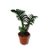 1 Planta Zamioculca Zenzi Verde Zamio Zaza Verde 1 Planta Zamioculca Zenzi Verde Zamio Zaza Verde