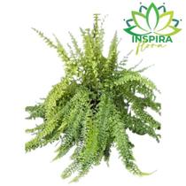 1 Samambaia Hillis - Nephrolepis exaltata - Cuia 21 Grande