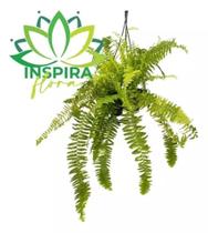 1 Samambaia Tigre Mesclada Variegata Rara Gg Original Barato