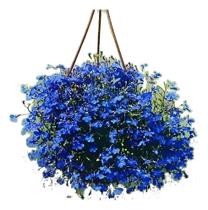 10.000 Sementes Flor Lobélia Azul + 10.000 Sementes Flor Lobélia Azul +