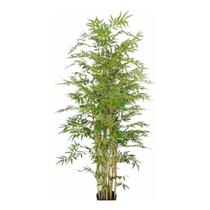 10 Bambu Bamboo da Sorte 1.50m Folhagem Verde Real Planta