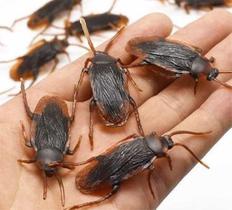 10 Baratas Brinquedo Borracha Pegadinha Assustar Amigos 10 Baratas Brinquedo Borracha Pegadinha Assustar Amigos