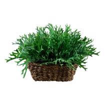 10 Buquê de Chifre de Veado Planta Artificial que Encanta pela Beleza e pelo Realismo - DE645606