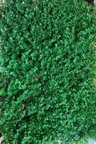 10 Painéis Para Parede Vertical Em Jardins Verticais