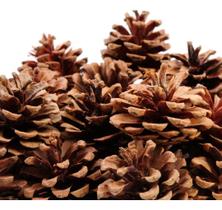 10 Pinhas Pinhão Natural Decoração Natalina Natal Arvore Natural Pinhão