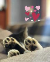 10 Sachês Gato Dorminhoco Ração Whiskas Carne 85 gr - + 7 Anos