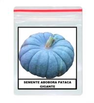 10 Sementes Da Maior Abóbora Moranga A Pataca Gigante!!! - SEEDS