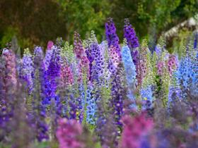 10 Sementes de Delphinium (Esporinha de Cavaleiro) Sortidas 10 Sementes de Delphinium (Esporinha de Cavaleiro) Sortidas