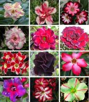10 Sementes de Rosa do Deserto Tripla Dobrada Simples Sortidas (Adenium Obesum) - Jardinar