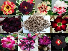 10 Sementes de Rosa do Deserto Tripla Dobrada Simples Sortidas (Adenium Obesum) - Jardinar