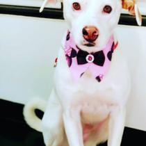 100 Golas fêmea pet 100 Golas fêmea pet