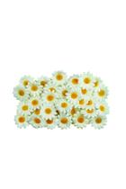 100 Mini Flores Artificiais Margarida Branca Individual Flor
