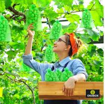 100 Saquinho organza protegue fruta no pé 20x30 cm ecologica - OKABOX